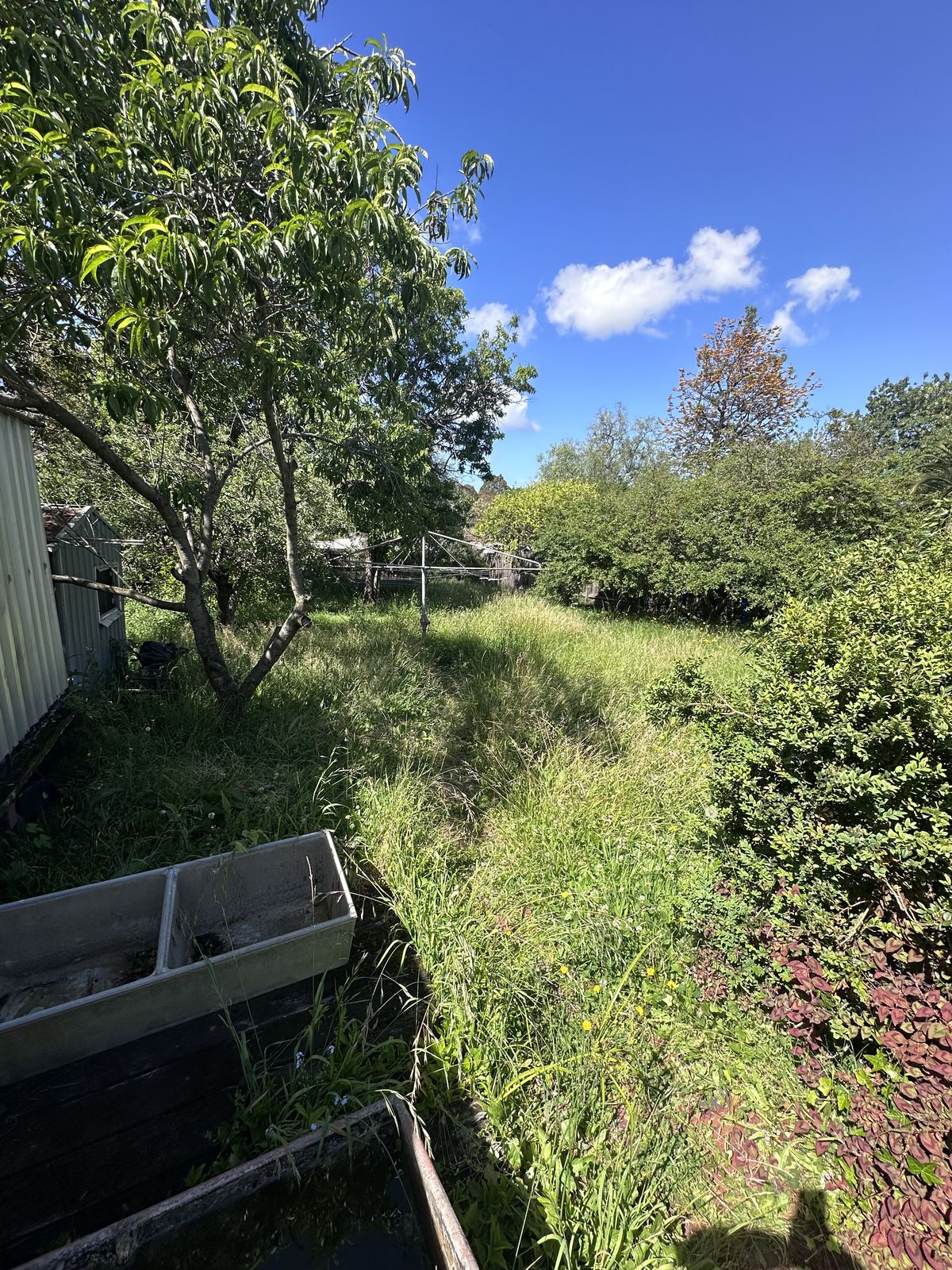 Overgrown tall grass and neglected garden before clearance in Melbourne's north