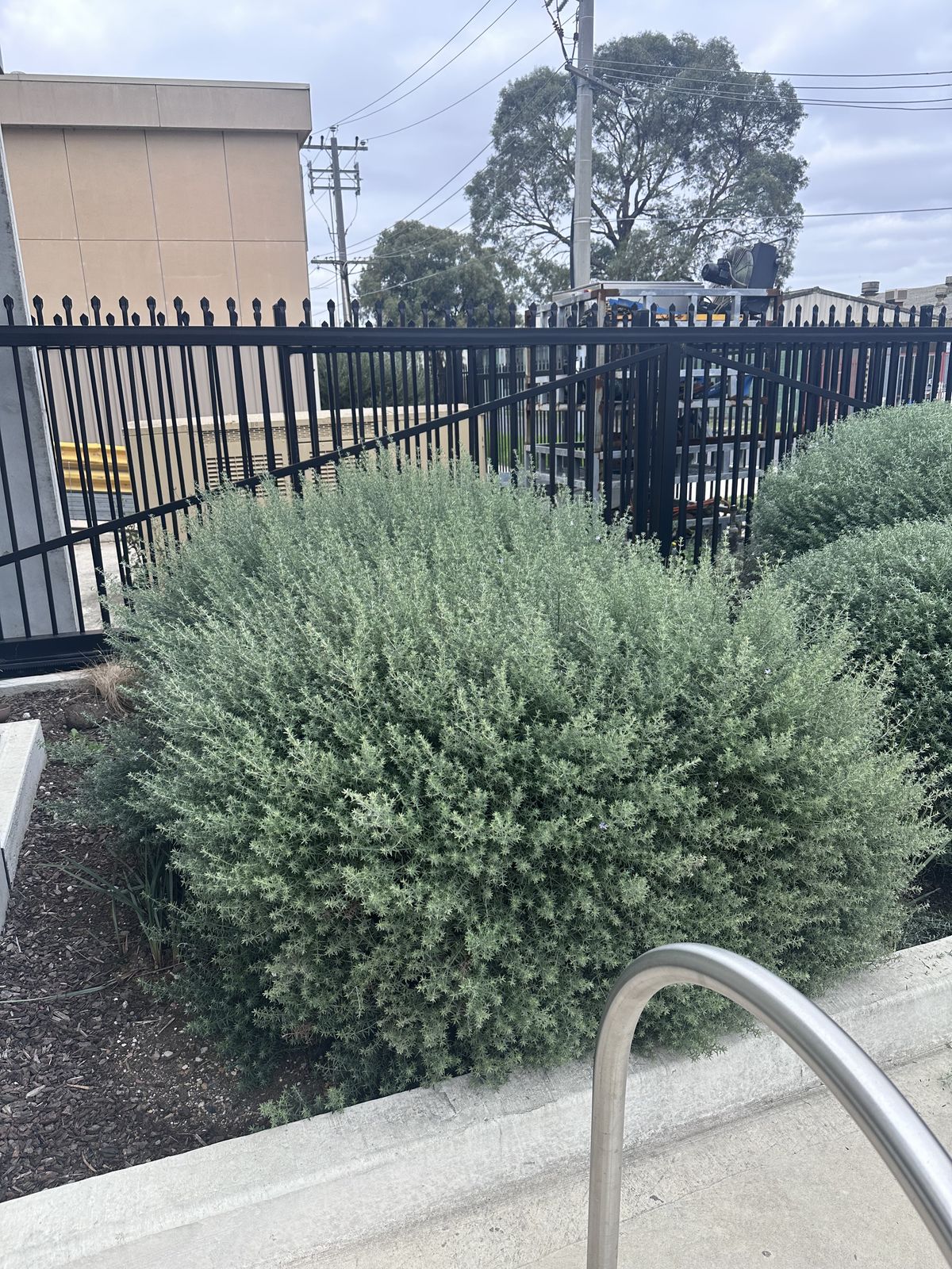 Overgrown hedges and untidy shrubs before Northside LPC service