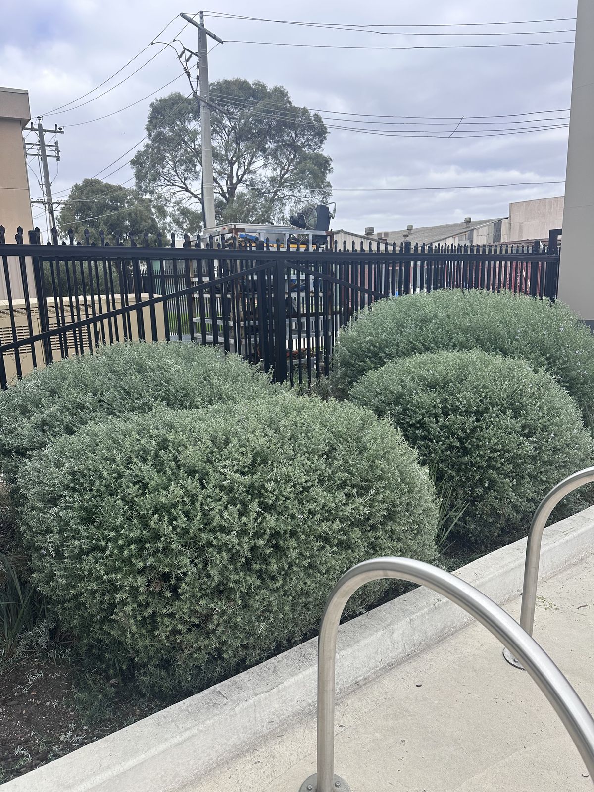 Same hedges neatly trimmed and shaped after Northside LPC service
